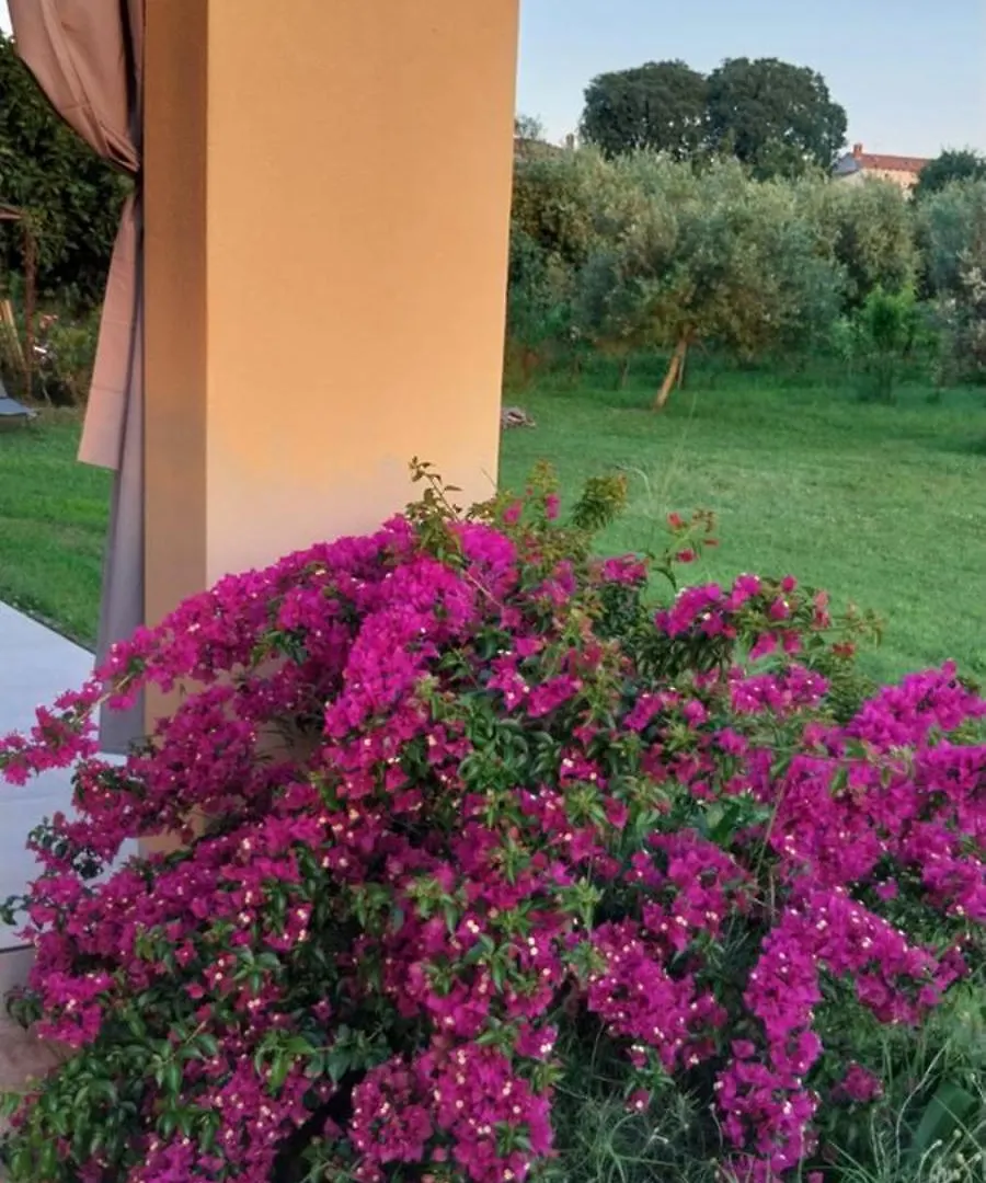 Villa Vila Dubravka - Schoen Und Komfortabel Inmitten Von Olivenbaeumen Und Weinbergen Mit Whirlpool Valtura Kroatien