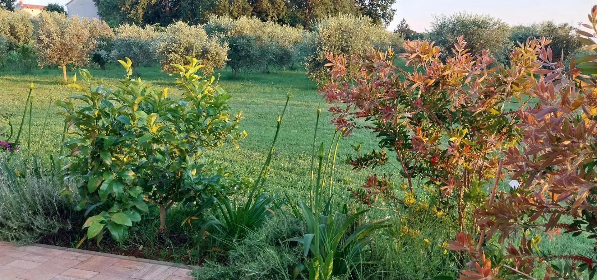 Villa Vila Dubravka - Schoen Und Komfortabel Inmitten Von Olivenbaeumen Und Weinbergen Mit Whirlpool Valtura