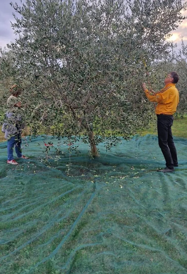 Vila Dubravka - Schoen Und Komfortabel Inmitten Von Olivenbaeumen Und Weinbergen Mit Whirlpool Valtura 0*,
